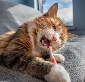 Common Dental problem in cats