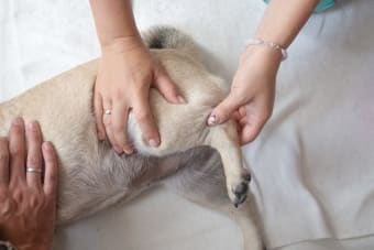 All you need to know about Cold Laser Therapy for Dogs