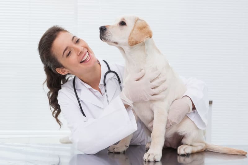 Welcome to Houston County Animal Hospital | GP Veterinarians