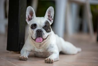 How Long Do French Bulldogs Live?