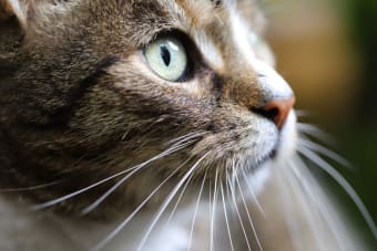 Hyperthyroidism in Cats