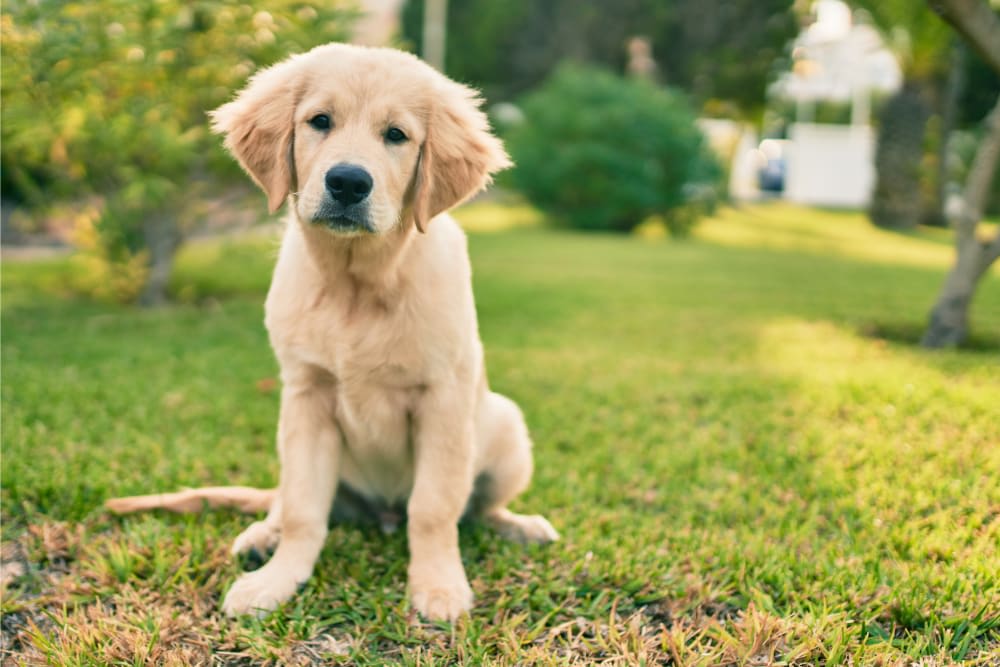 Why is My Dog Constipated & What to Do