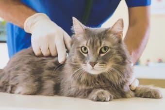 Understanding Blood Tests for Cats