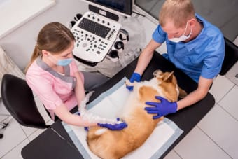 Ultrasound for Dogs