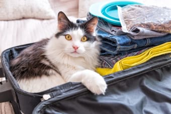 How to Travel With a Cat: Tips for a low-stress trip