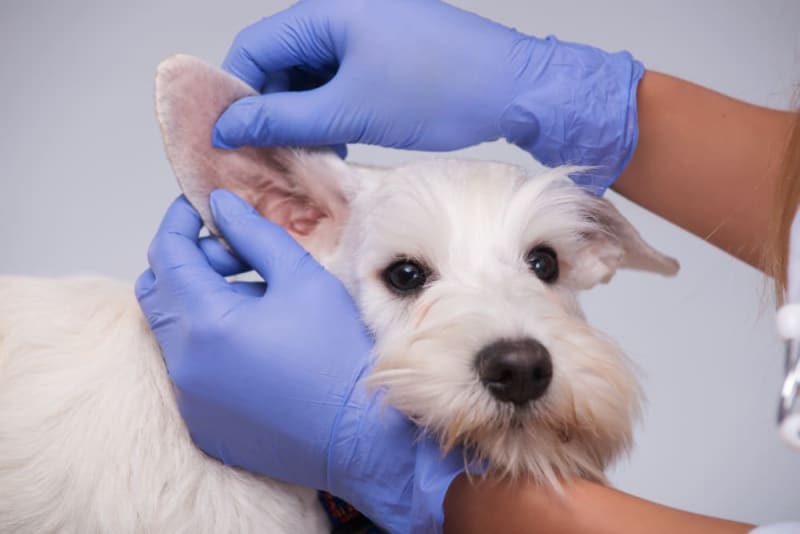 Ear Hematoma Surgery in Dogs