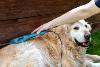 What Is Veterinary Cold Laser Therapy?