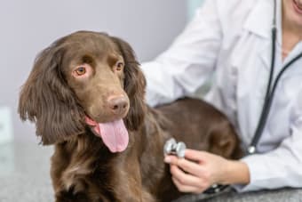 What to Expect During Your Pet's Wellness Exam