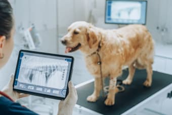 X-Ray for Dogs