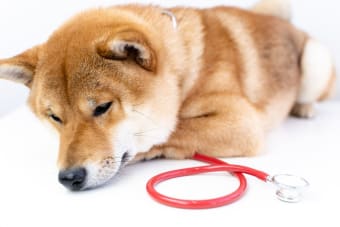 How To Prevent Valley Fever in Dogs