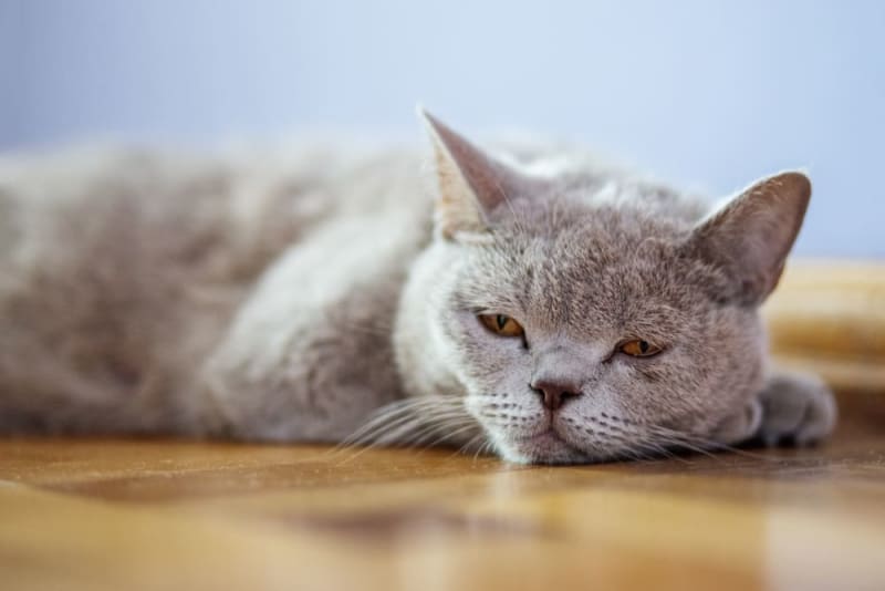 Cat Urinary Tract Infection Warning Signs & Treatment Wisconsin