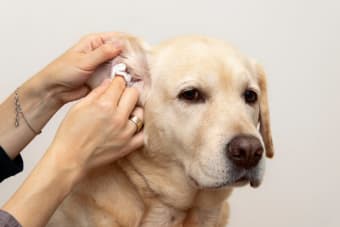 Signs and Symptoms of Dog Ear Infections