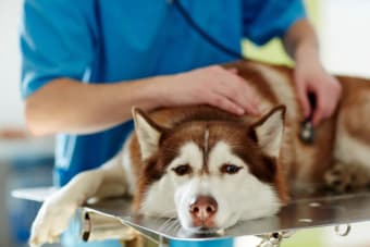 Dog Intestinal Blockage Surgery - What You Need to Know