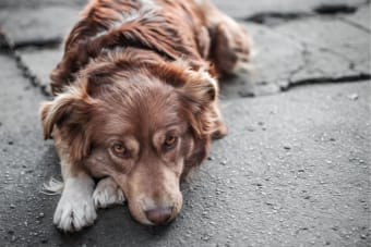 Enlarged Heart in Dogs