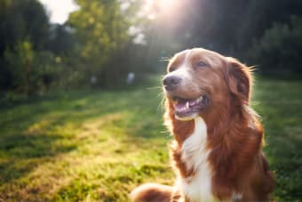 How Many Teeth Do Dogs Have?