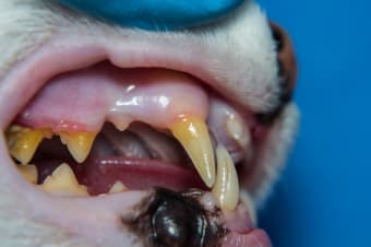 Gingivitis in Cats