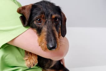 How Often Should I Take My Dog To The Vet?