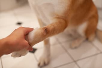 Dog Wound Care: Complete Guide