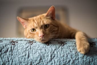 Rabies in Cats: Signs & Symptoms