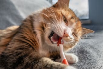 Common Cat Dental Problems