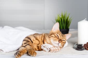 My cat sleeps constantly - how much is too much and when should I worry?