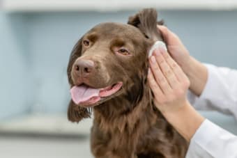 Yeast Infection in Dogs' Ears