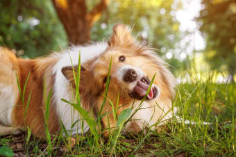 Dogs Eating Grass: Why Do They Do It & Is It Safe?