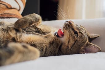 Cat Dental Health - What Every Owner Should Know About Cats Dental Hygiene