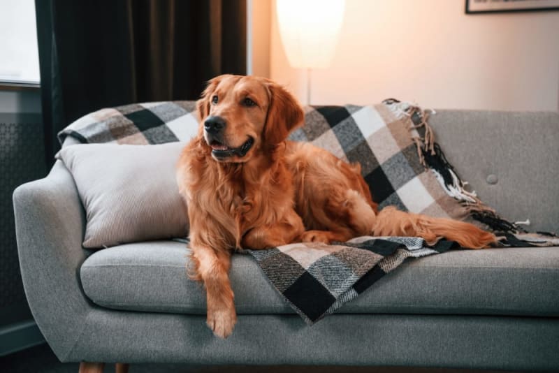 What To Do If My Dog Cut His Paw Pad Los Angeles Vets
