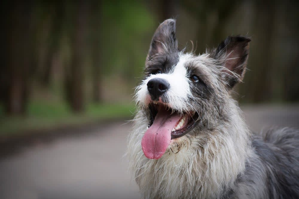 Pet Eating Problems: Why Won't My Dog Eat?
