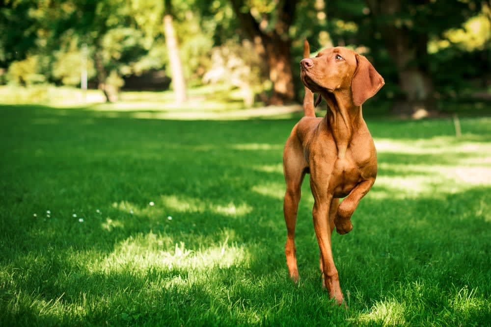 Orthopedic Surgery in Dogs