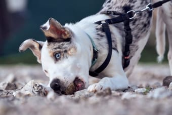 Can a Vaccinated Dog Get Rabies?