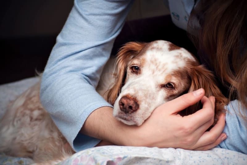 Chronic Pain Conditions in Dogs