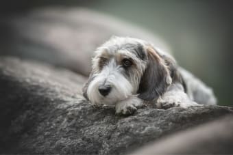 Chronic Pain Conditions in Dogs