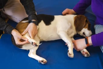 The Benefits of Physical Rehabilitation for Dogs & Cats