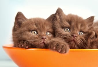 Kitten Care Guide for New Pet Parents