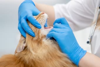 Cat Dental Health: What Every Owner Should Know About a Cat's Dental Hygiene