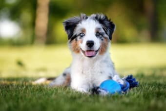 How to Raise a Puppy: Guide for the First Year