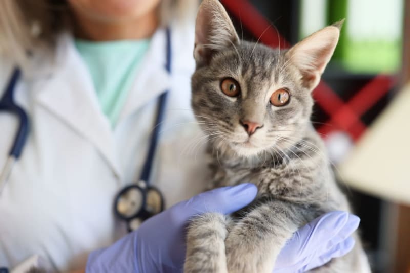 Getting Your Cat Fixed When & What to Know Voorhees Veterinary