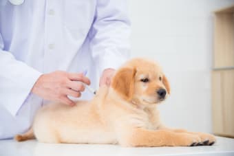 Why Puppy Vaccinations Are Important