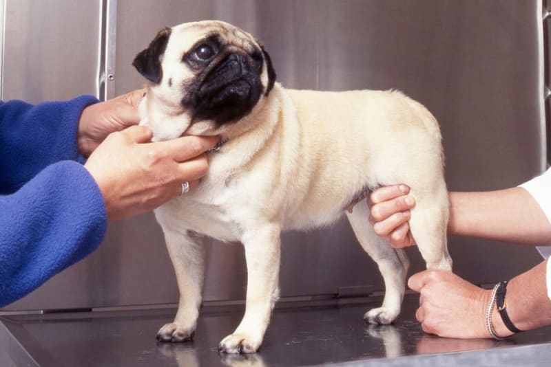 Tips On How To Strengthen An Old Dog s Hind Legs