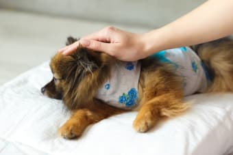 Helping Your Dog Recover After Surgery