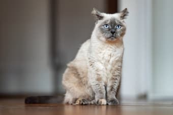 Rabies in Cats: Signs & Symptoms