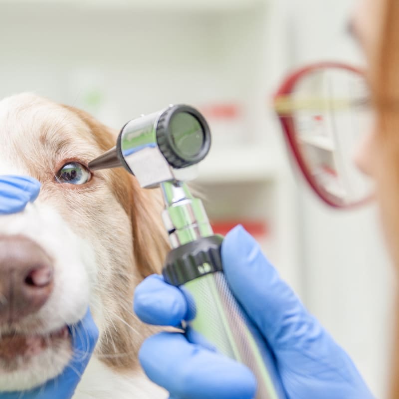 Cat & Dog Eye Injuries, Charlotte Vets, Cat & Dog Eye Injury