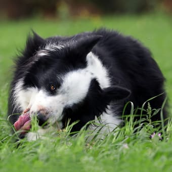 Why Do Dogs Eat Grass? What Should I Do?