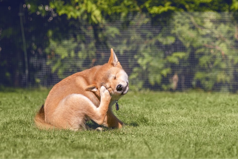 Dog Skin Problems: Scratching, Itching & Other Skin Conditions