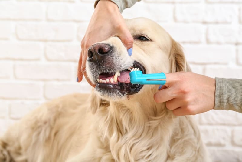 Image showcasing How to Treat and Prevent Periodontal Disease in Dogs | Our vets in ...