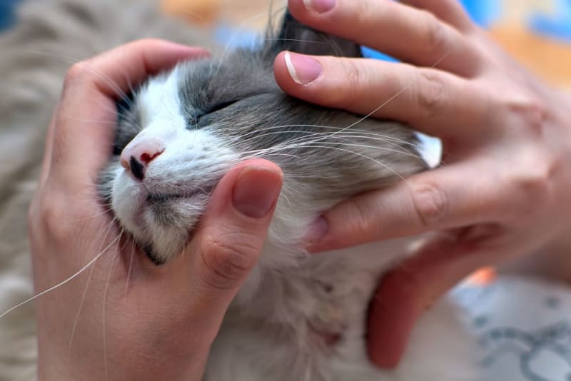 Cat Skin Allergies Symptoms Treatments Ypsilanti Vets