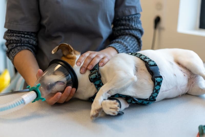 Anesthesia for Dogs Bonita Springs Vets