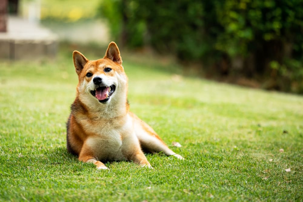 Fun Dog Facts for Kids